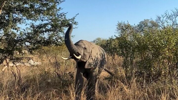 _Eco-Safari Packages